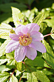 'Schöne' Pfingstrose (Paeonia mairei) mit violetter Blüte, Portrait