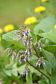 Blühender Rauling (Trachystemon orientalis) auf Frühlingswiese