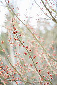 Blüte eines Rotahorn (Acer Rubrum) 'Brandywine' im frühen Frühling