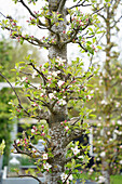 Blühender Säulenapfelbaum (Malus) im Frühlingsgarten