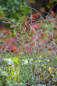 Echtes Eisenkraut (Verbena officinalis) 'Bampton' im herbstlichen Garten