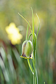 Blüte der spitzkronigen Schachbrettblume (Fritillaria acmopetala)