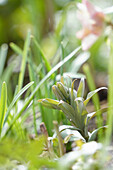 Austrieb der Sibirischen Schachbrettblume (Fritillaria pallidiflora) im Garten