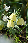 Blüte der Sibirischen Schachbrettblume (Fritillaria pallidiflora)