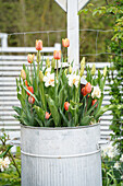 Zinktopf bepflanzt mit Narzissen 'Delnashaugh' (Narcissus) und Tulpen 'Bellville' und 'Prinses Irene' (Tulipa)