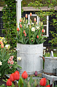 Zinktopf bepflanzt mit Narzissen 'Delnashaugh' (Narcissus) und Tulpen 'Bellville' und 'Prinses Irene' (Tulipa), im Beet Hyazinthe 'Gipsy Queen'