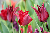 Rote Tulpen (Tulipa) 'Red Dress' und 'Sarah Raven' im Gartenbeet