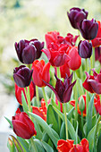 Rote und schwarzrote Tulpen (Tulipa) in einem Zinktopf, Sorten 'Red Dress', 'Sarah Raven', 'Black Jack', 'Havran', 'Kingsblood', 'Chrystal Beauty'