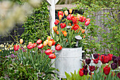 Frühlingsbepflanzung mit Tulpen 'Bellville', 'Amazing Parrot' und Triumph Tulpe 'Princess Irene' in verzinktem Eimer im Garten