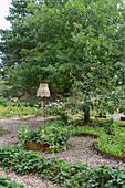 Rural vegetable garden with raised beds and old tree