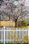 Blühende Forsythie (Forsythia) und blühender Obstbaum