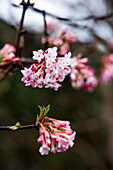 Blüten von Schneeball (Viburnum), Blütenzweige, Portrait