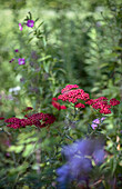 Rote Schafgarbe (Achillea millefolium) im sommerlichen Gartenbeet