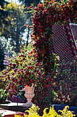 Herbstliches Arrangement mit Granatäpfeln (Punica granatum) im Garten