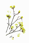 Zweige des Spitz-Ahorns (Acer platanoides) mit gelben Blüten