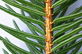 Nahaufnahme von Rottannen-Nadeln (Picea abies) am Spross