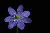 Leberblümchen (Hepatica nobilis) mit Tautropfen vor schwarzem Hintergrund