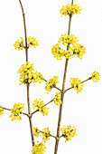 Blüten der Kornelkirsche (Cornus mas) auf weißem Hintergrund