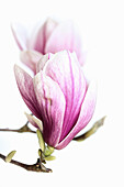 Blüte der Tulpen-Magnolie (Magnolia x soulangeana) vor weißem Hintergrund