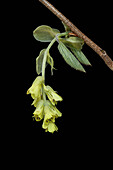 Blüte der Hohen Scheinhasel (Corylopsis spicata) vor schwarzem Hintergrund