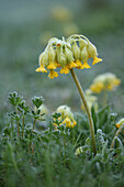 Frühlings-Schlüsselblume (Primula veris) mit Raureif im Gras