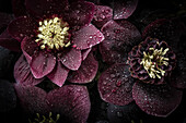 Rote Lenzrosen (Helleborus orientalis) mit Wassertropfen vor dunklem Hintergrund