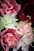 Rote, weiße und rosa Amaryllis (Hippeastrum) vor schwarzem Hintergrund