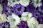 Kronenanemonen (Anemone coronaria) und Asiatischer Hahnenfuß (Ranunculus asiaticus) in Weiß, Blau und Violett als Bildhintergrund