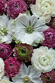 Kronen-Anemonen (Anemone coronaria) und Asiatischer Hahnenfuß (Ranunculus asiaticus) in Weiß, Rosa und Rot als Bildhintergrund