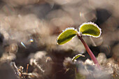 Keimling mit Raureif im Morgenlicht