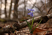 Zweiblättriger Blaustern (Scilla bifolia) im Buchenwald, Aargau, Schweiz