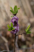 Seidelbast (Daphne mezereum) mit lila Blüten im Frühling, Portrait