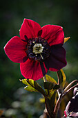 Dunkelrot blühende Lenzrose (Helleborus orientalis) im Gegenlicht, Portrait