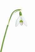 Schneeglöckchen (Galanthus nivalis) im Detail, Studioaufnahme