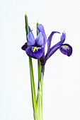 Zwerg-Iris (Iris reticulata) mit violetten Blüten, Studioaufnahme