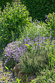 Beinwell, Bergbohnenkraut, Katzenminze und Thymian blühend im Gartenbeet