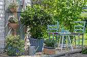 Küchen-Lorbeerbäumchen (Laurus Nobilis) im Topf, Cistrose, Bohnenkraut beide im Topf unten links, Thymian rechts, kretischer Oregano und Thymian in Ampel hängend an Holzwand neben Sitzplatz auf der Terrasse