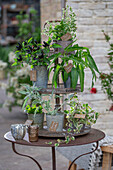 Marzipan Gewürzsalbei (Salvia officinalis) 'Nazareth',  Wasserspinat, Süßkraut, Chili 'Black King', Malabarspinat (Basella alba), Weihrauchpflanze in Töpfen auf Etagere