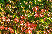 Mauerkatze (Parthenocissus tricuspidata) mit Herbstlaub