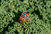 Schwarzrückige Gemüsewanze (Eurydema ornatum) auf Grünkohl