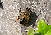 Weibliche Mistbiene (Eristalis tenax) auf Steinmauer