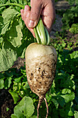 Hand zieht weißen Rettich (Raphanus sativus) aus Erdreich