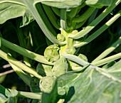 Junge Kohlsprossen (Brassica oleracea) an der Pflanze