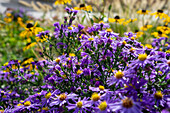 Astern (Asteraceae) und Sonnenhut (Echinacea) im herbstlichen Garten