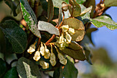 Ölweide (Elaeagnus ebbingei) mit Blütenknospen