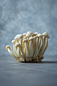 Shimeji mushrooms on a grey background