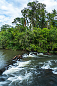 Tropical rainforest along the Iguazu River in Iguazu National Park in Argentina. A UNESCO World Heritage SIte.