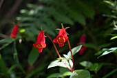 Seemannia nematanthodes in bloom in Calilegua National Park in Argentina.