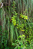 Cortaderia hiernonymi on the steep hillsides along Route 9 in the Yungas rainforest between Salta & San Salvador de Jujuy, Argentina.