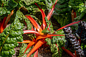 Veggie Farm Cerro Punta, Panama